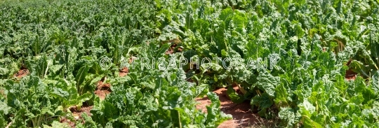 spinach