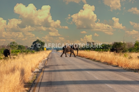 Elephant crossing road