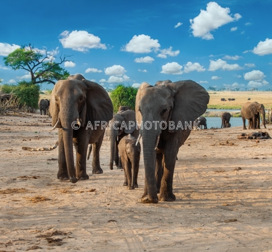 Elephants in the bush