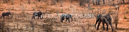 Elephants crossing in the bush