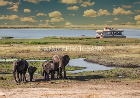 Elephants in the bush