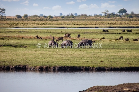 Hippo and buffalo