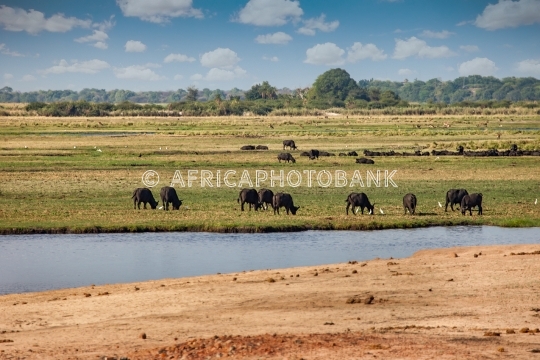 Herd of buffalo