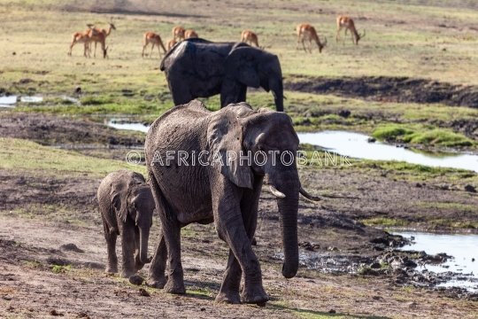 Elephants crossing in the bush