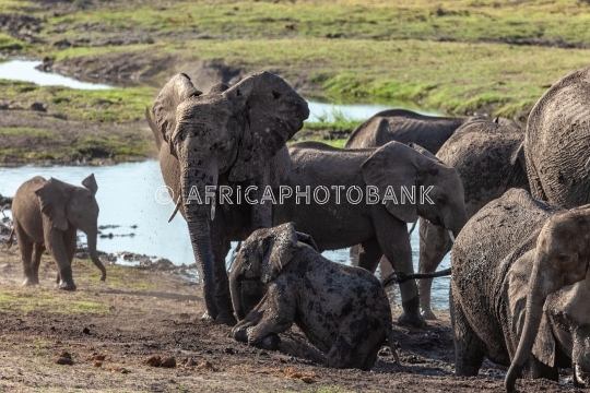 Elephants in the mud