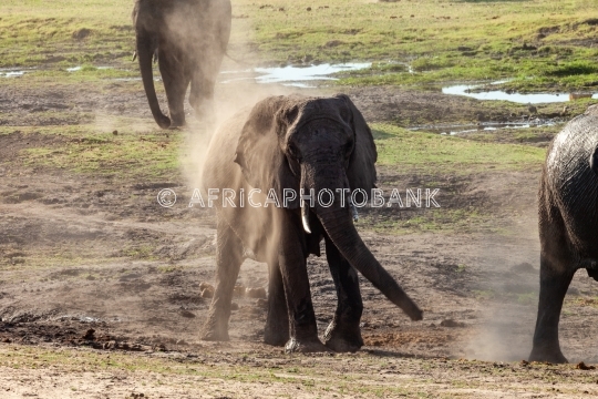 Elephants playing in the sand