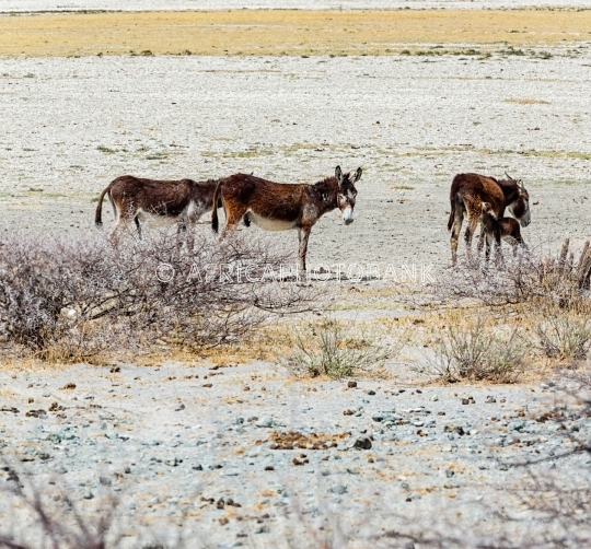 Desert donkeys