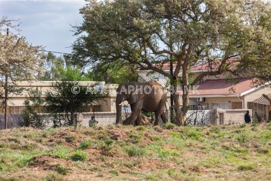 Botswana elephant human conflict