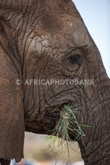 Botswana elephant human conflict