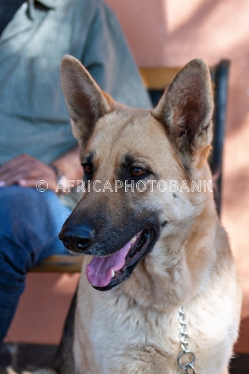 Dog with the owner