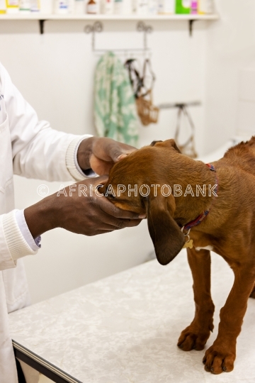 Dog at the vet