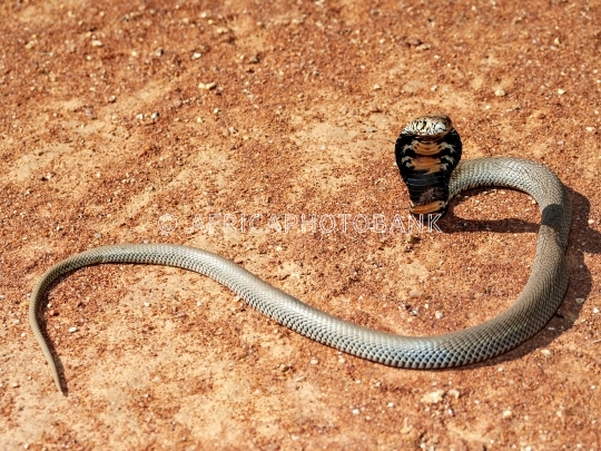 Cobra