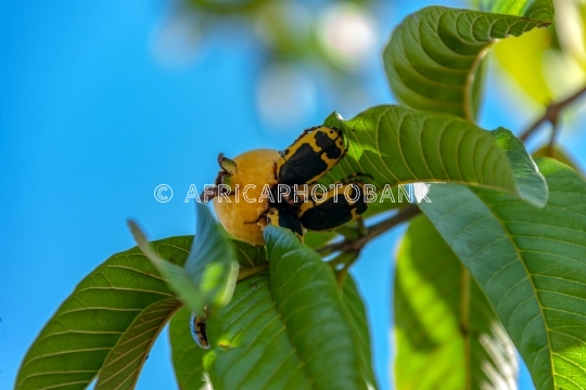 African Fruit Beetle
