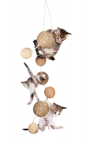 Kittens playing