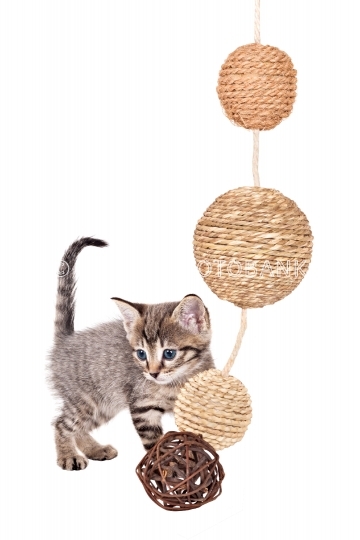 Kittens playing