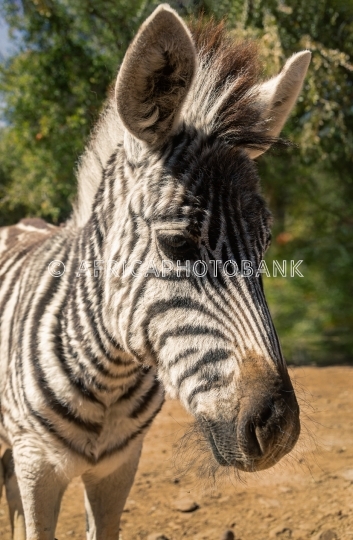 Baby zebra
