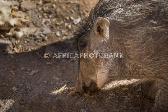 Young warthog