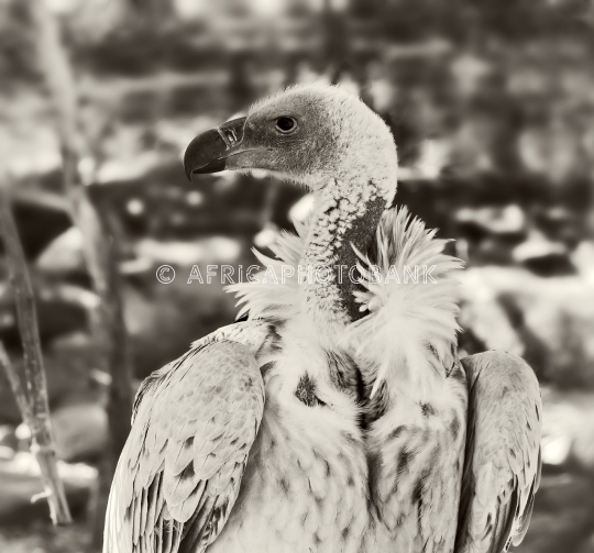 Cape Vulture