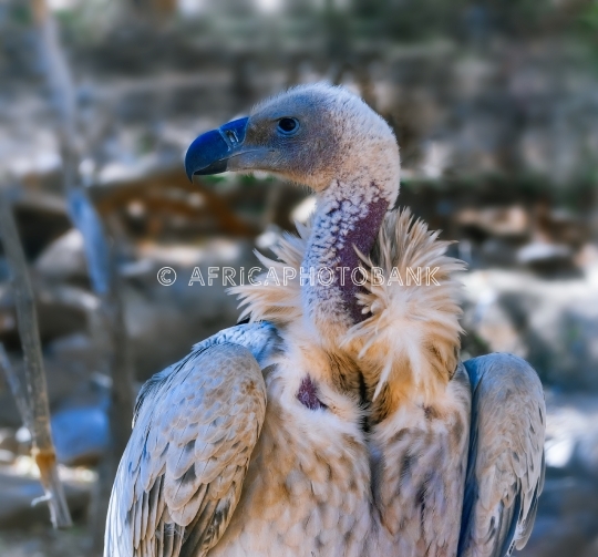 Cape Vulture