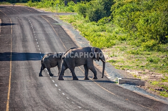 Botswana elephant human conflict
