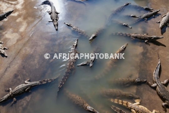 Crocodile farm