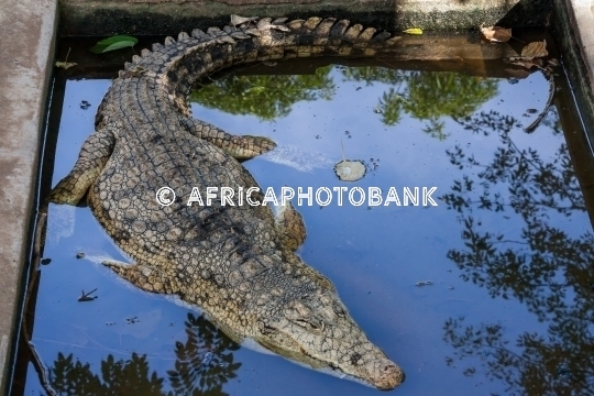 Crocodile farm