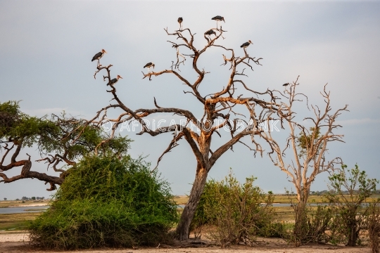 stork  marabou