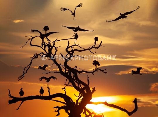 marabou stork at sunset
