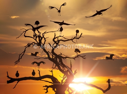 marabou stork at sunset