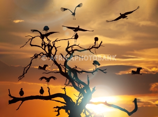 marabou stork at sunset