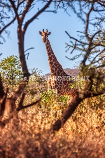 Giraffe female
