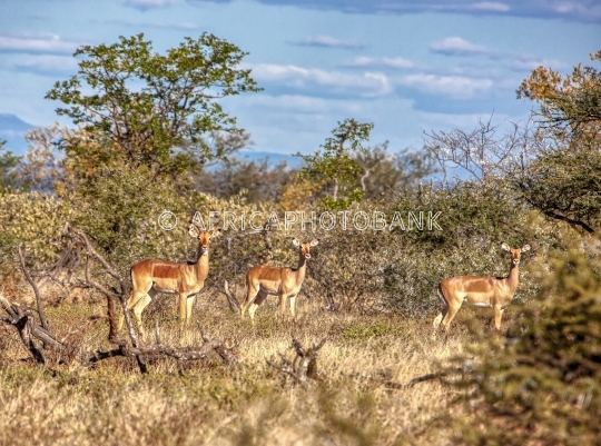 Impala family