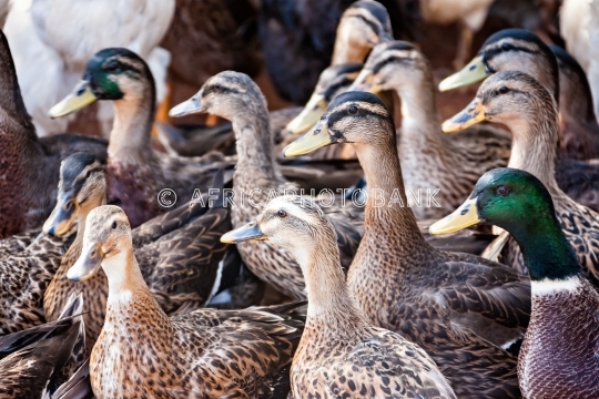 Duck farm