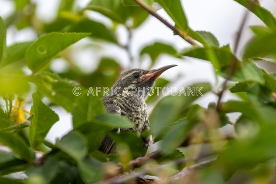 Sugarbird