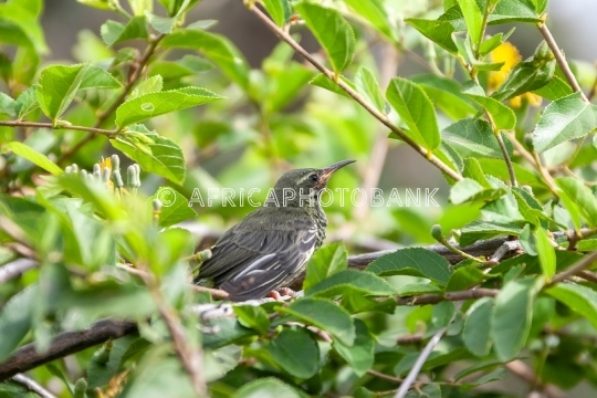 Sugarbird