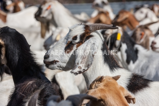 Herd of goats