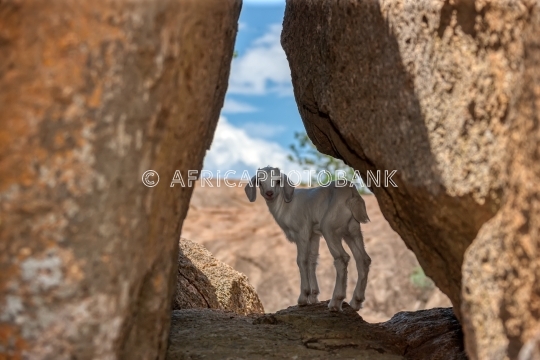 Baby goat