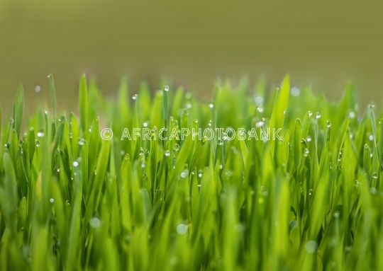 Patch of green grass