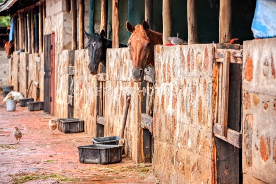 Horse stable
