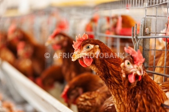 hens at the farm