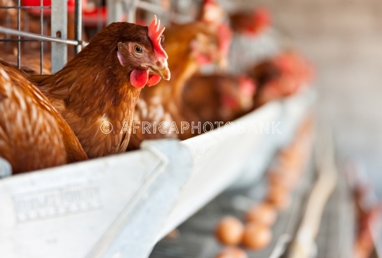 hens at the farm