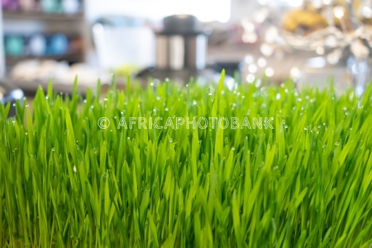 Patch of green grass