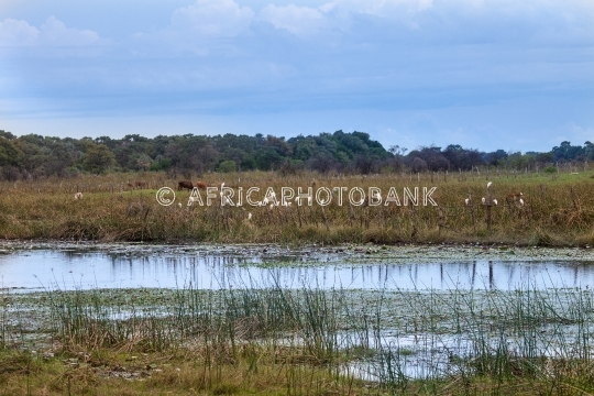 Cattle in Okavango Delta