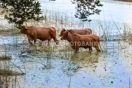 Cattle in Okavango Delta