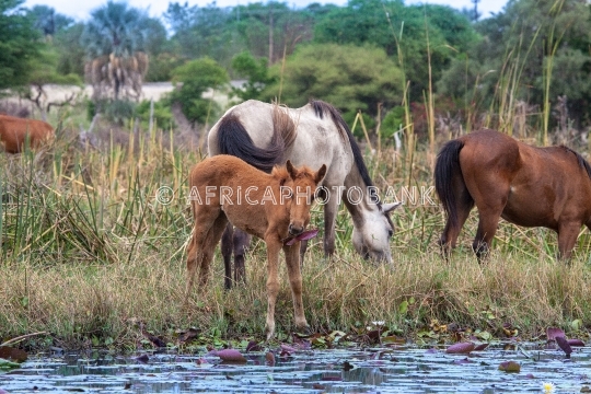 Horses in the delta