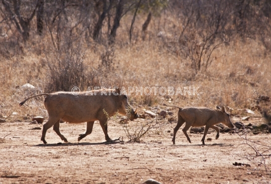 Warthog in the bush