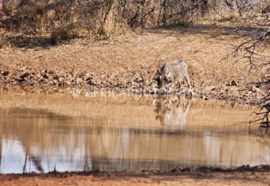 Warthog in the bush