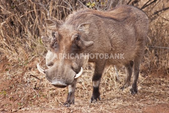 Warthog in the bush