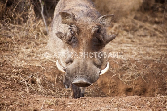 Warthog in the bush