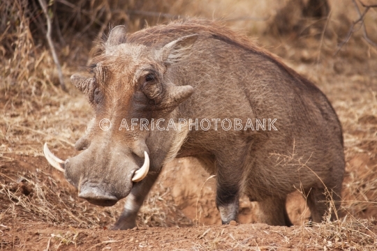 Warthog in the bush